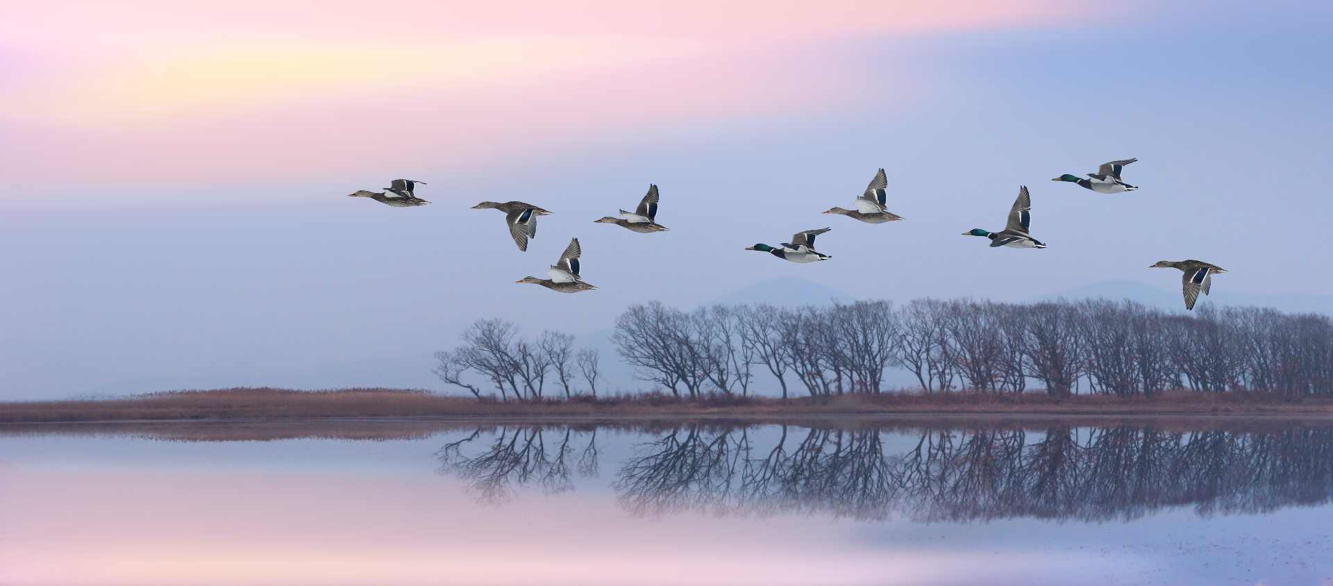 Enten fliegen im Sonnenuntergang über einen See