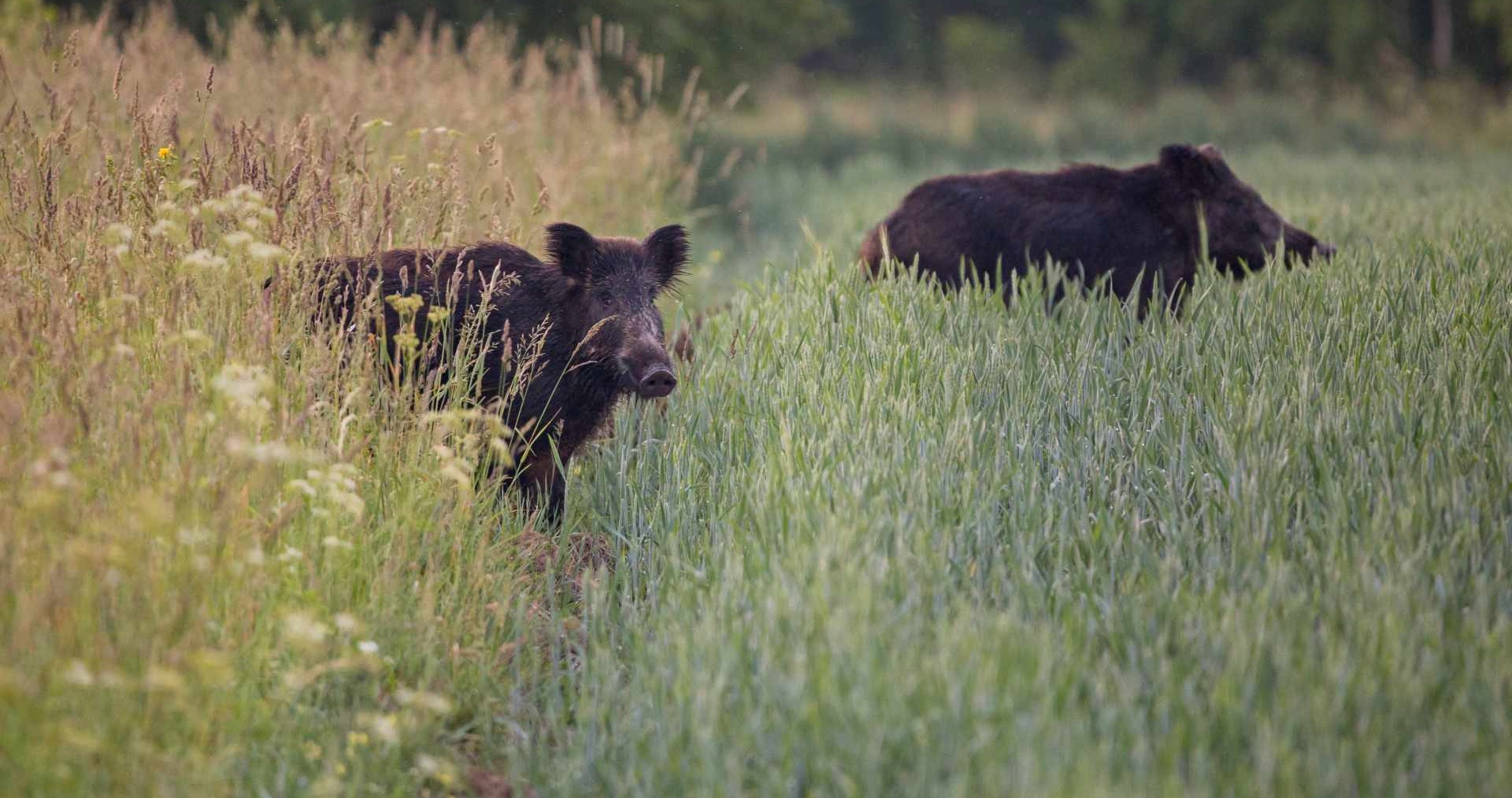 Wildschweine kommen bei Erntejagd aus einem Feld