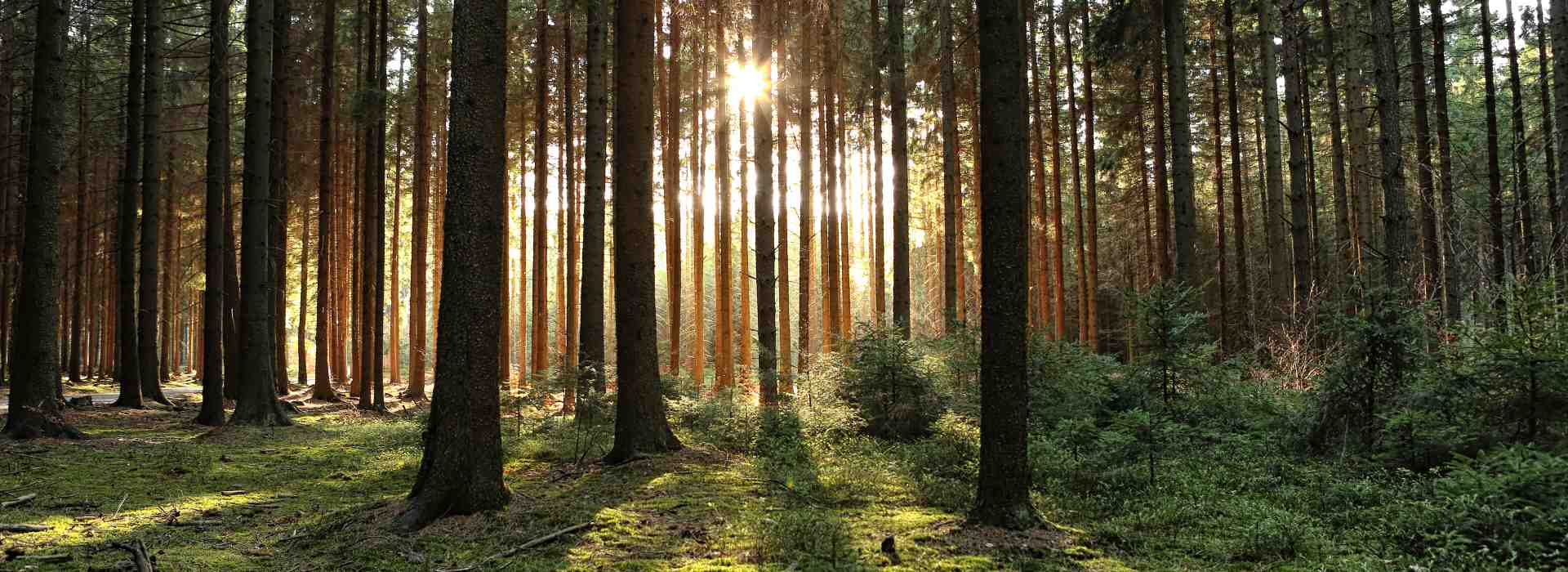 Eine sonnendurchflutete Wald-Ansicht zur Visualisierung der Funktionen des Waldes