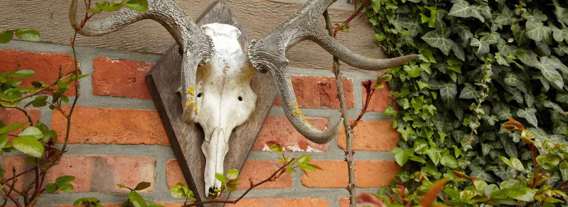 Eine Trophäe, die abgekocht wurde, hängt an Backsteinwand