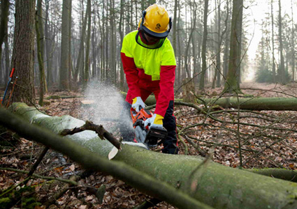 Arbeitsschutz Forst – Ausrüstung für sichere Waldarbeit