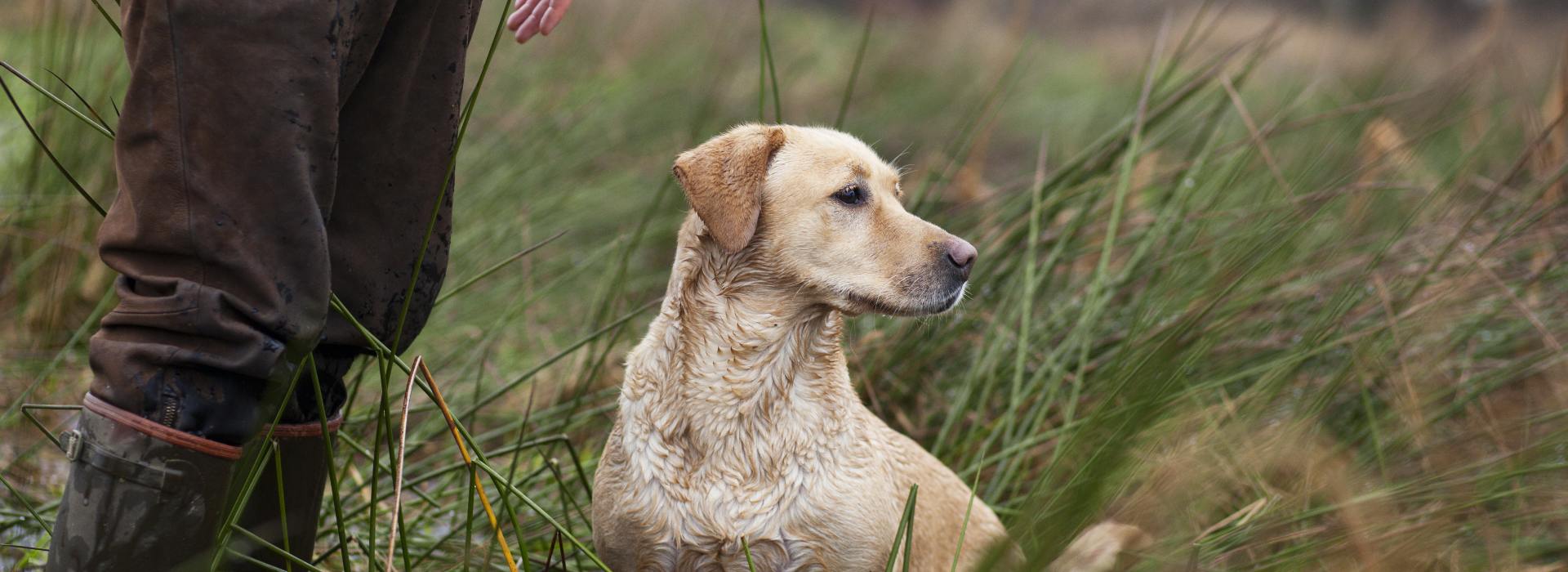 Ein Jagdhund sitzt neben einem Mann auf dem Boden
