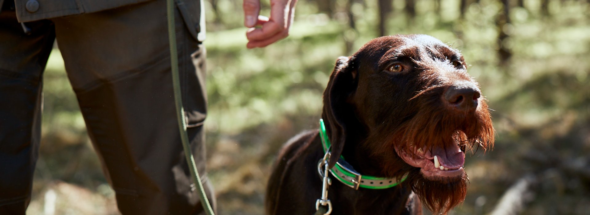 Ein Jagdhund wird von einem Jäger an der Leine gehalten