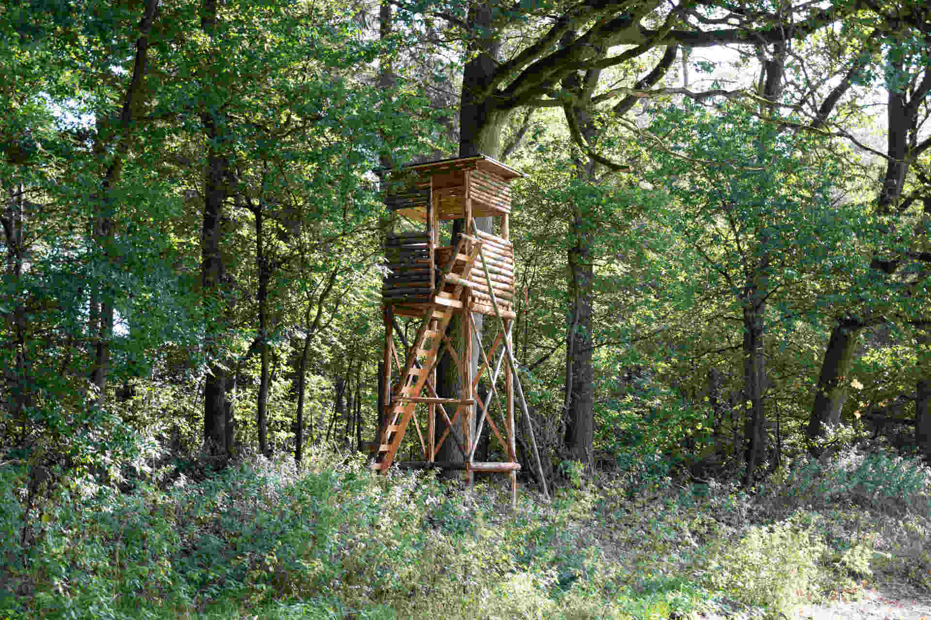 Ein Ansitz umgeben von Bäumen im Wald