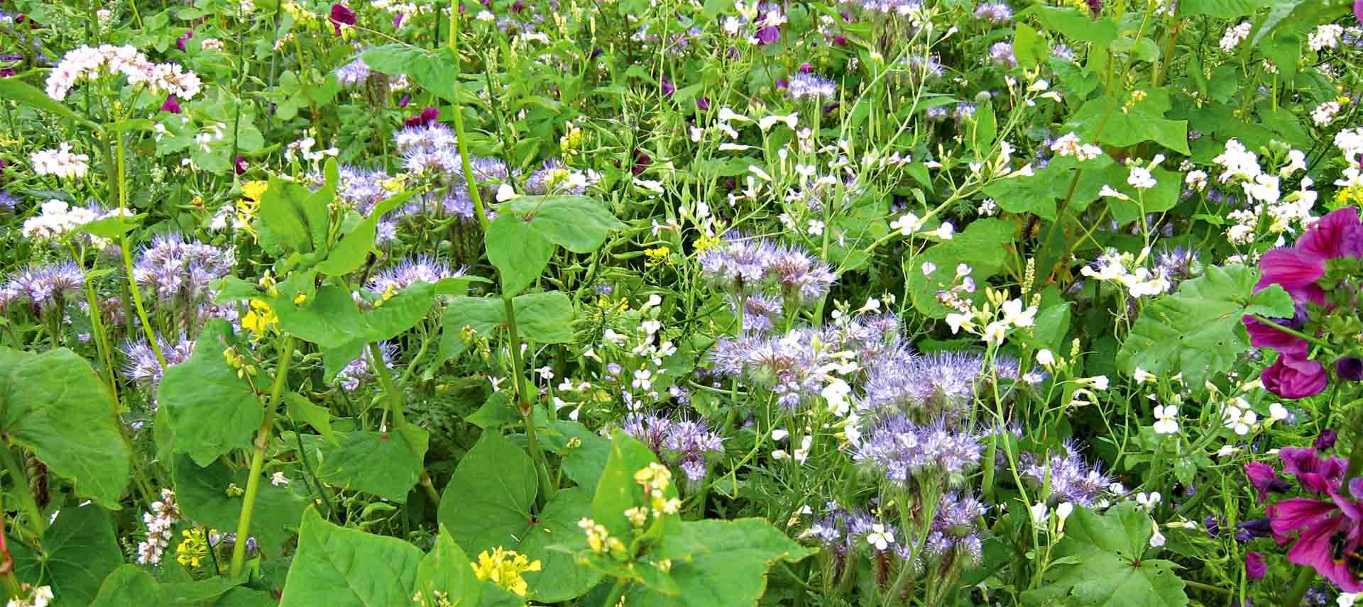 Ein grüner Wild-Acker, bunt blühend