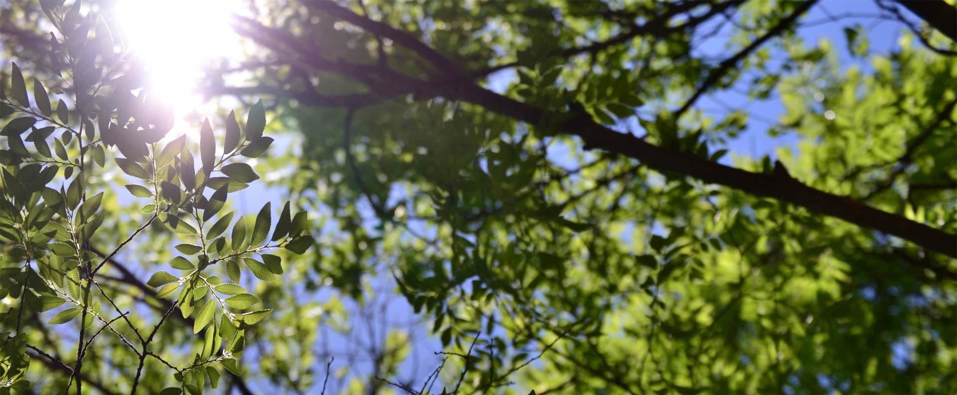 wald_sonne_header